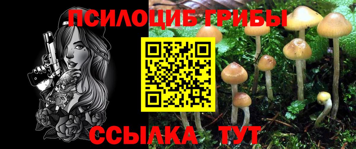 Тайшет  Псилоцибиновые грибы Psilocybe  Вход с VPN  Галлюциногенные грибы Psilocybe 